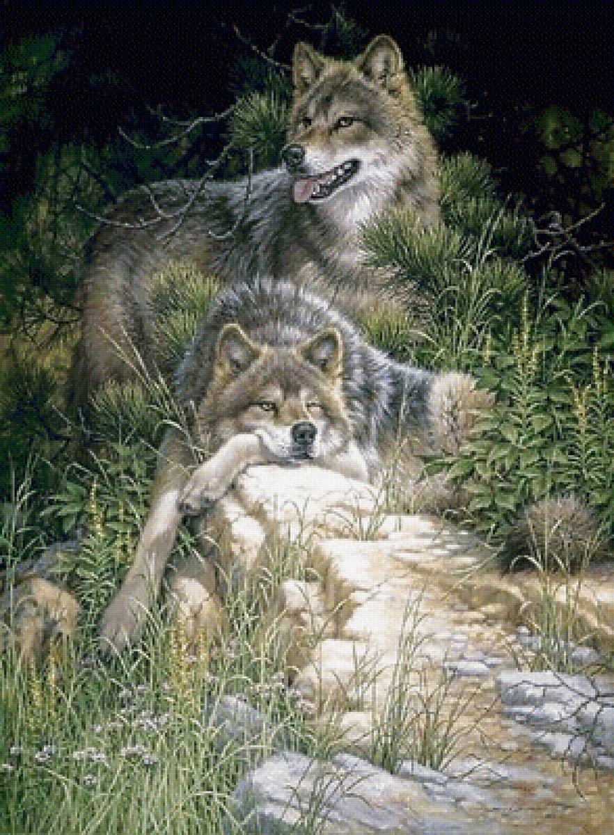 №1657133 - волки, животные - предпросмотр