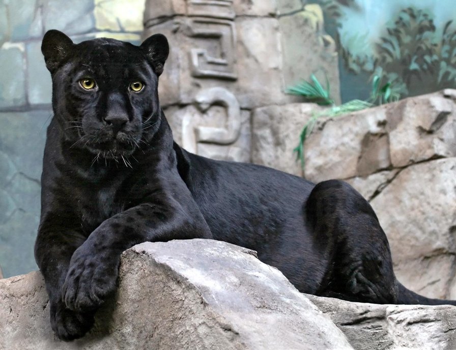 черная пантера - хищники, кошки, животные - оригинал