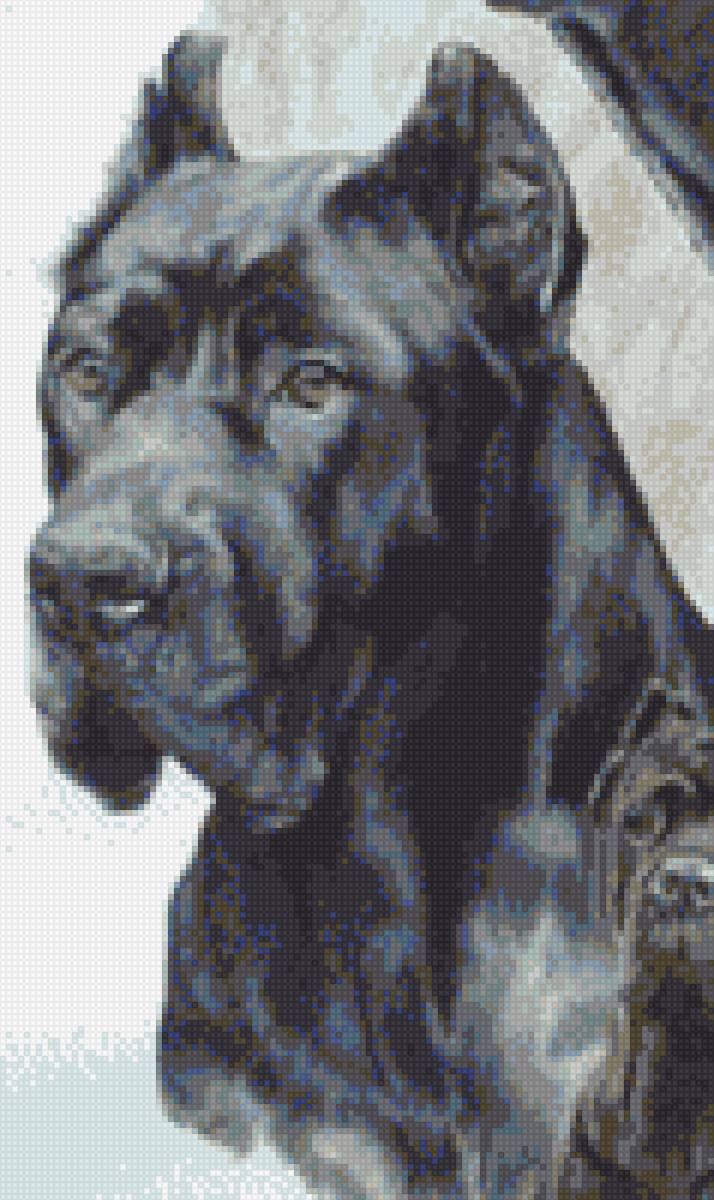 Коне-корсо - собаки, друг, коне-корсо - предпросмотр