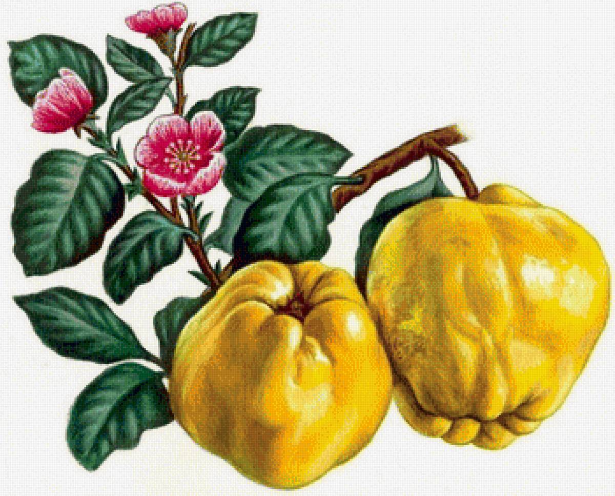 Айва - предпросмотр