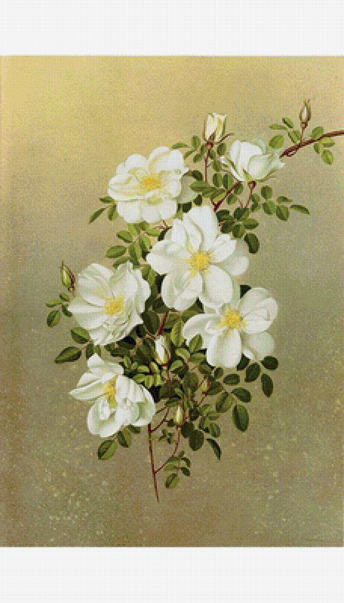 Цветы шиповника - цветущая ветка, шиповник, белые цветы - предпросмотр