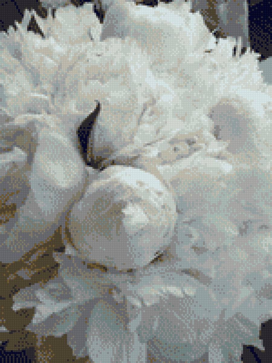 пионы - пионы белые - предпросмотр