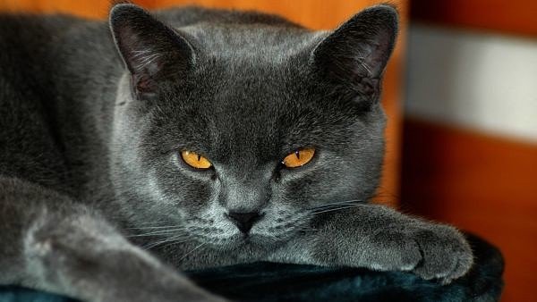 182 - оригинал