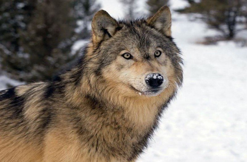 волк - животные - оригинал