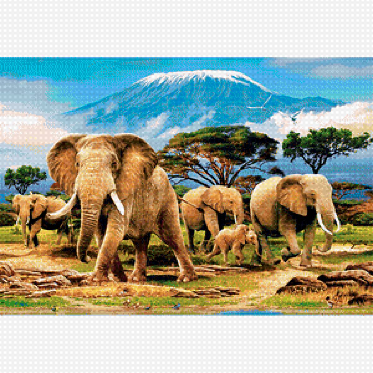 слоны калиманжаро - предпросмотр