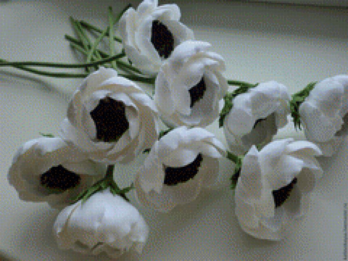 Белые анемоны - цветы, анемоны - предпросмотр