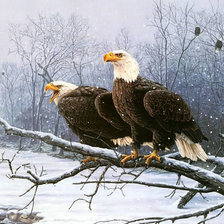 хищные птицы