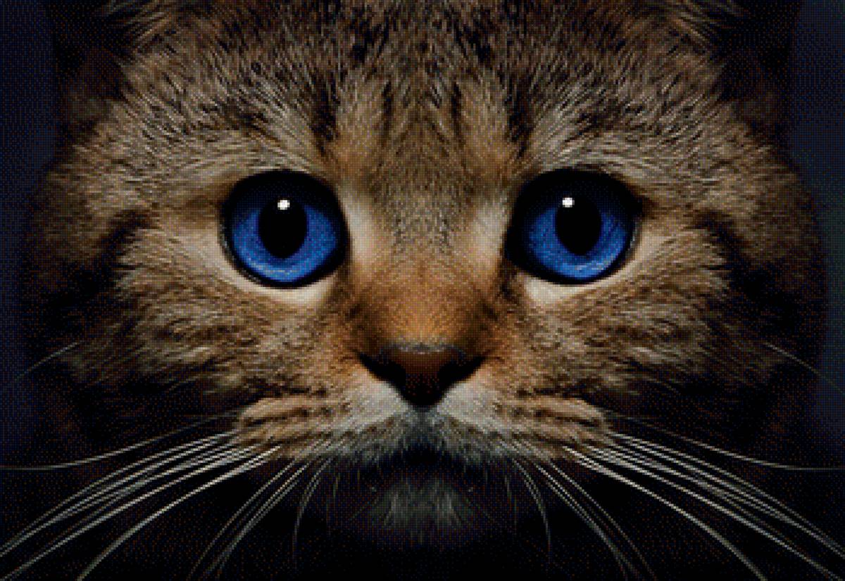 Кот - предпросмотр