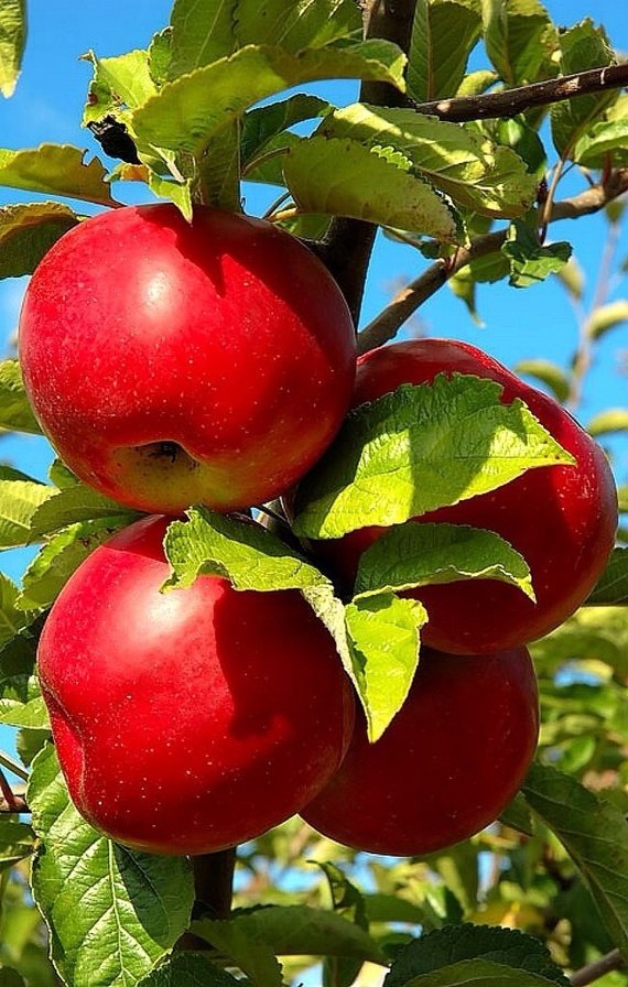 Яблоки - оригинал