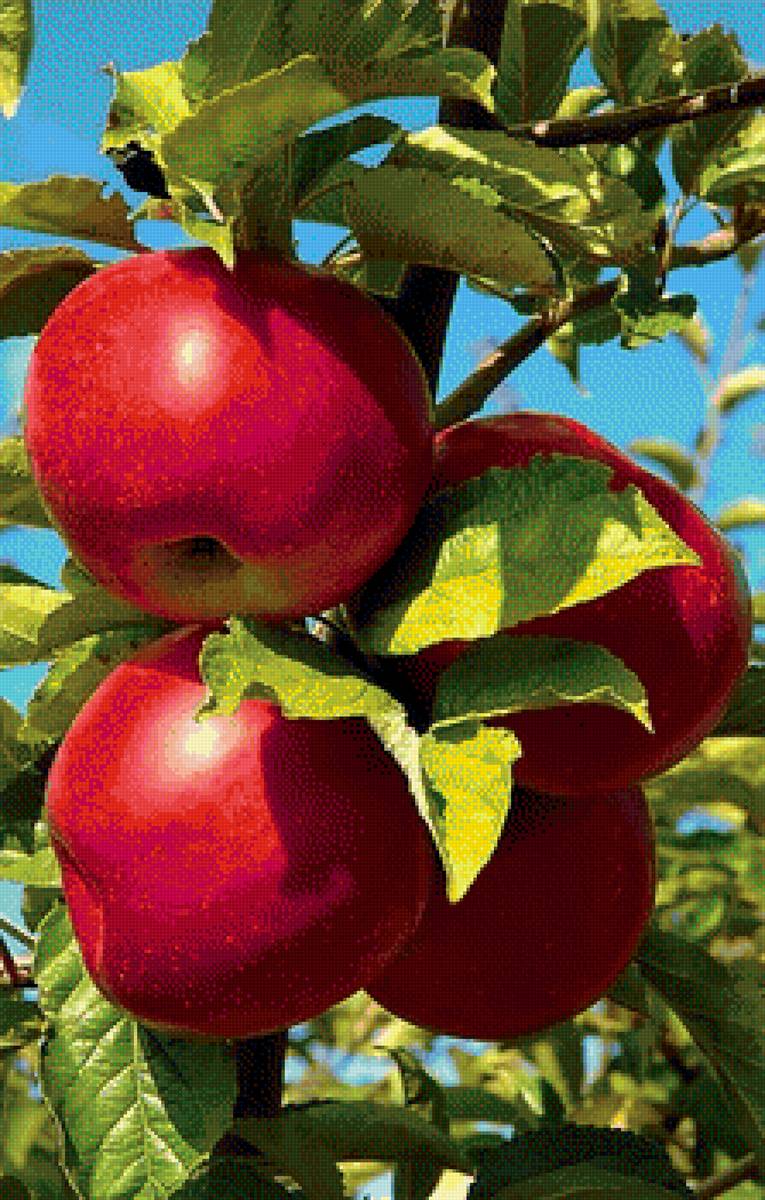 Яблоки - предпросмотр