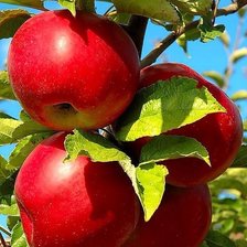 Схема вышивки «Яблоки»