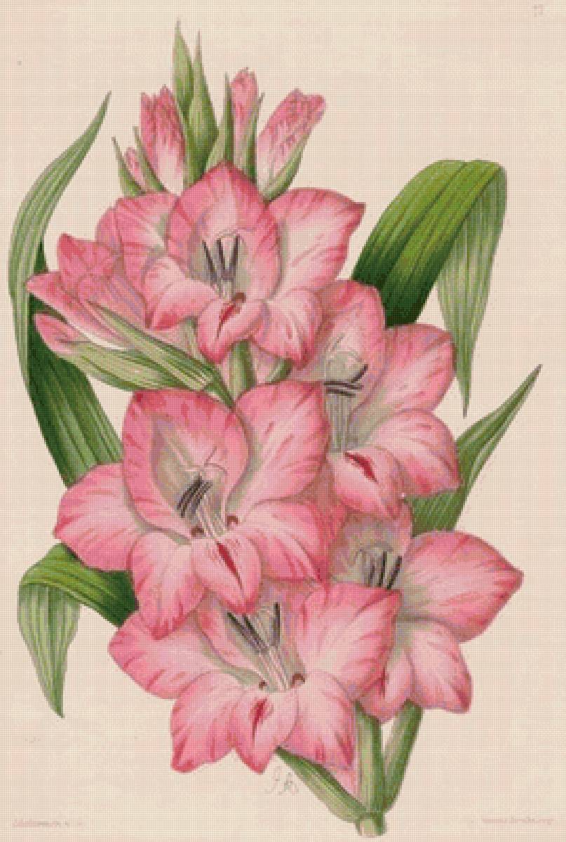 №1662828 - предпросмотр