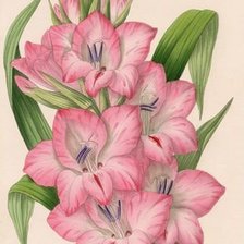 Схема вышивки «№1662828»