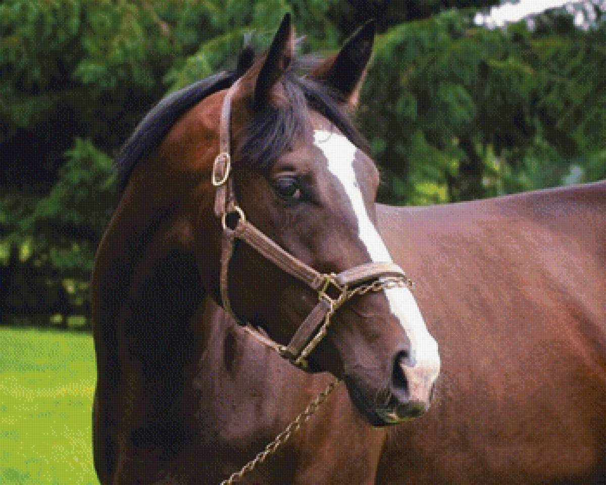 Лошадь - предпросмотр