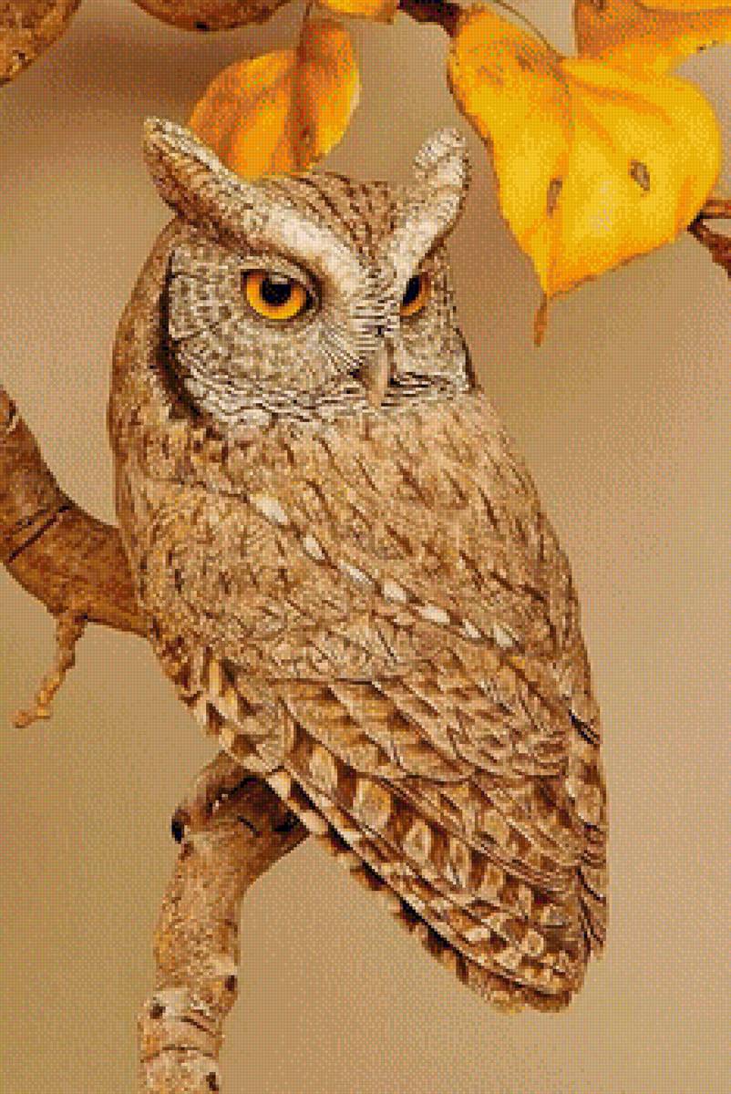 СОВА - природа, сова - предпросмотр