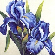 Схема вышивки «ирис»