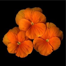 Схема вышивки «№1663202»