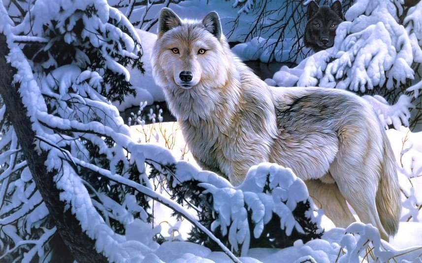 Волки зимой - животные, волки - оригинал