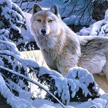 Волки зимой