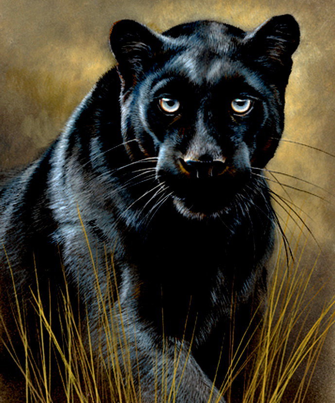 Черная пантера - большая кошка - оригинал