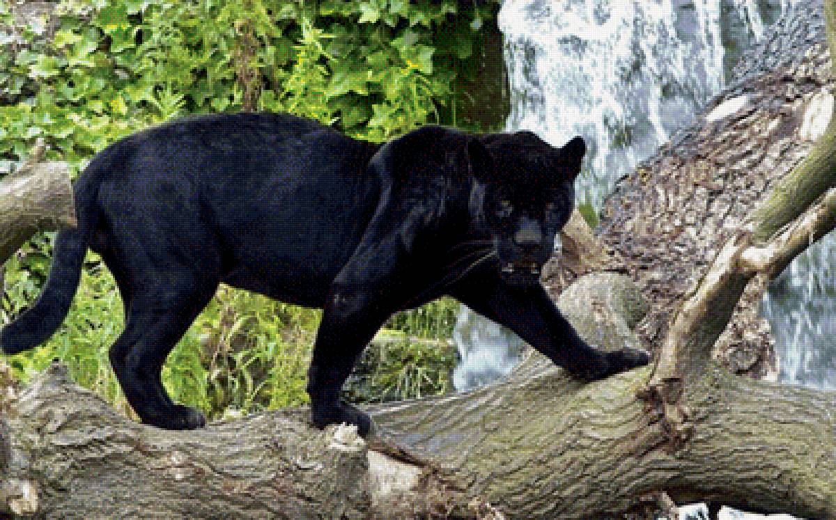 Пантера - хищник, животное - предпросмотр