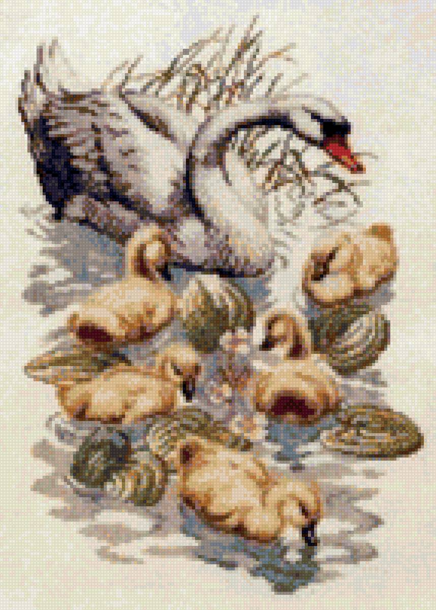 семейство лебедей - предпросмотр