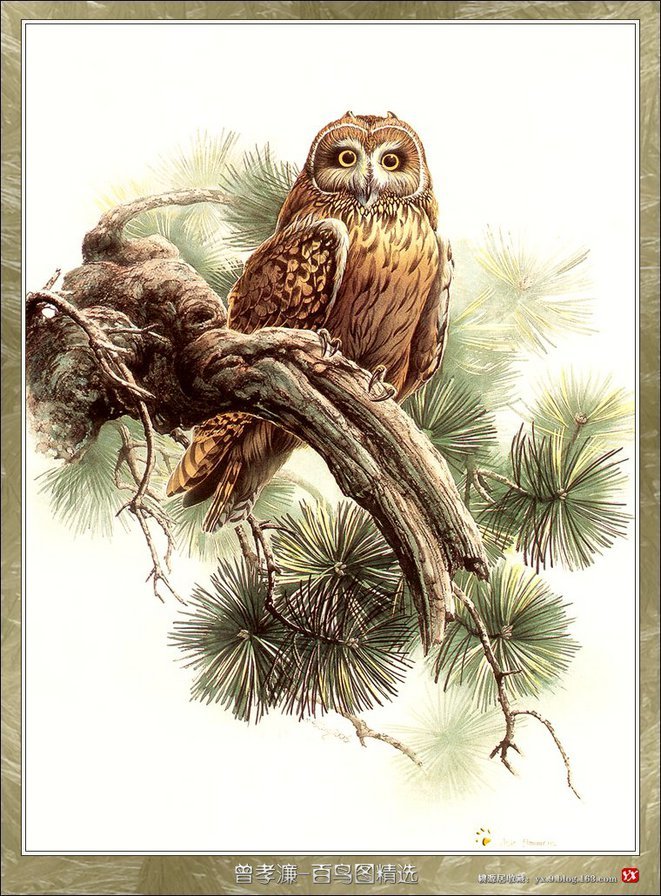 филин2 - птицы - оригинал