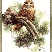 Схема вышивки «филин2»