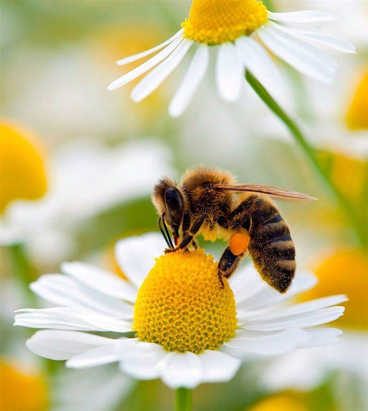 Пчела - пчела, ромашка - оригинал
