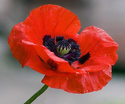 мак - оригинал