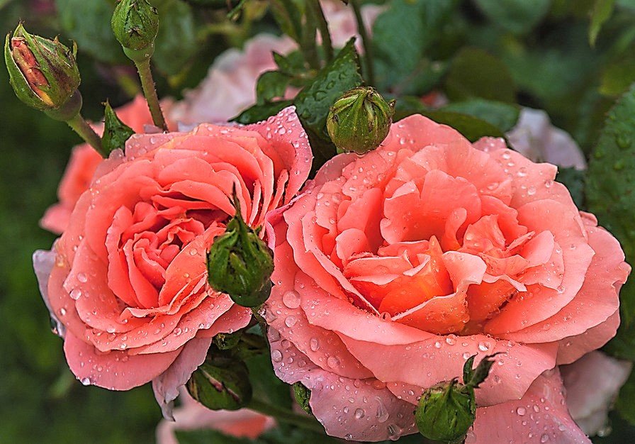 роса на розах - розы, цветы - оригинал