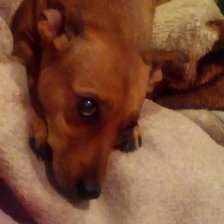 Схема вышивки «Куся»