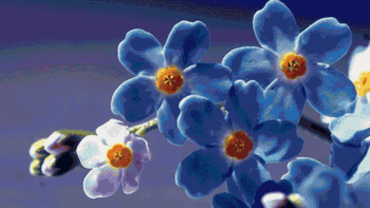 незабудка - предпросмотр