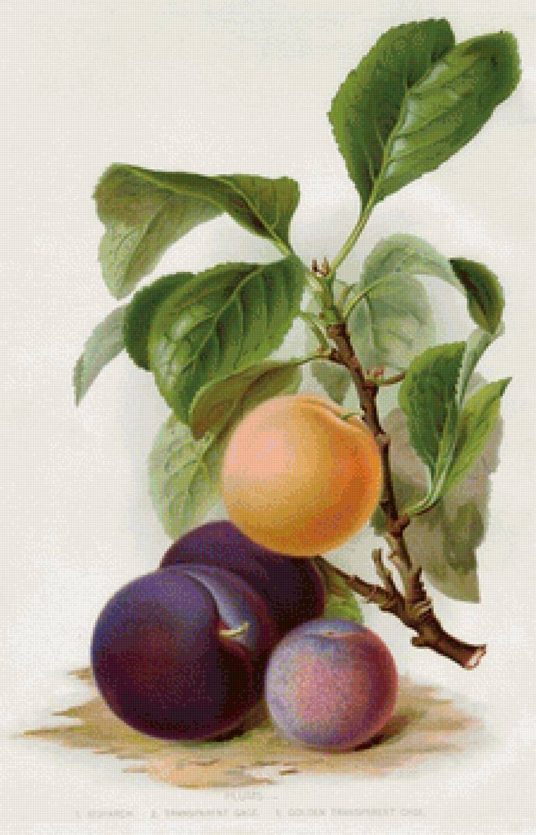 №1666647 - предпросмотр