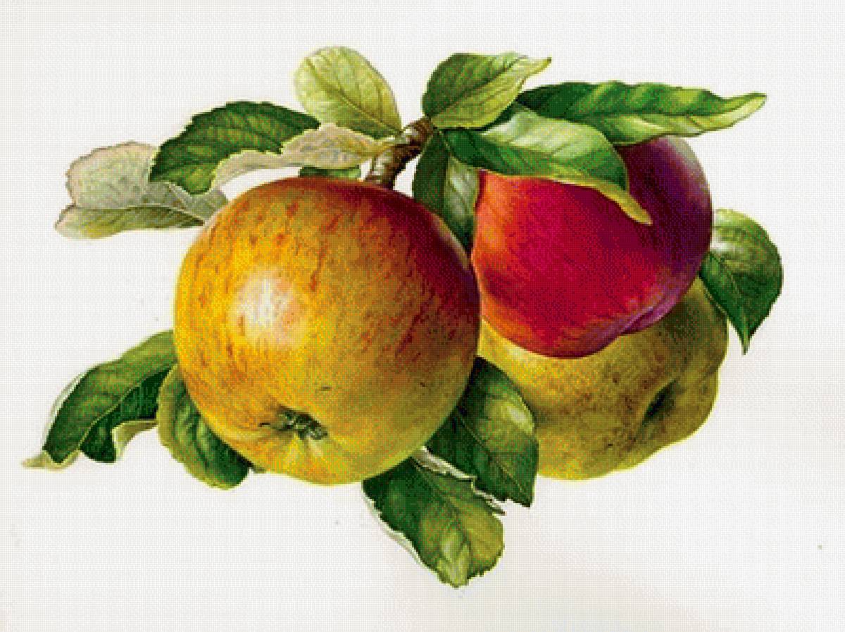 №1666649 - предпросмотр