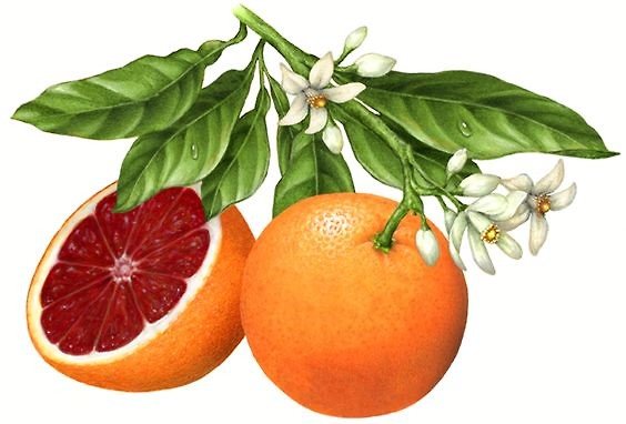 №1667249 - оригинал