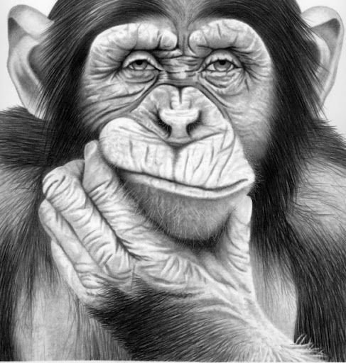 Мир животных - обезьяна, портрет, животное - оригинал