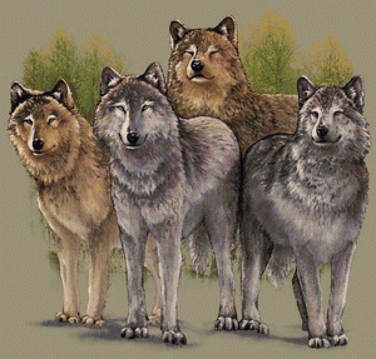 волки - семья, волки - предпросмотр