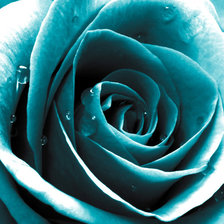 бирюзовая роза