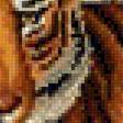 Предпросмотр схемы вышивки «тигры» (№1668343)