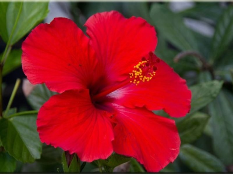 гибискус - гибискус, цветы - оригинал