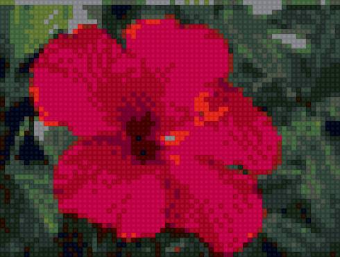 гибискус - цветы, гибискус - предпросмотр