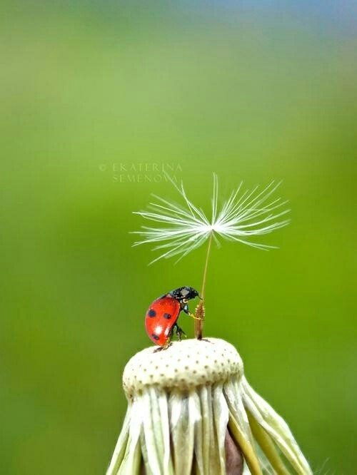 божья коровка - оригинал