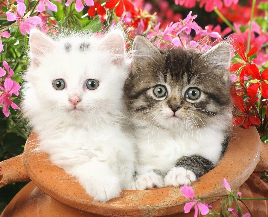 Котята - цветы, котята - оригинал