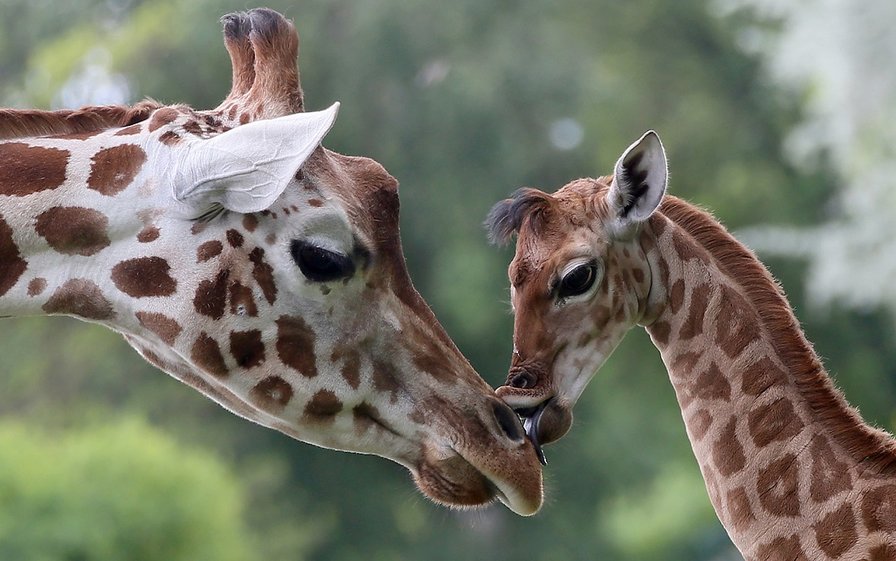 Нежность - животные, жирафы - оригинал