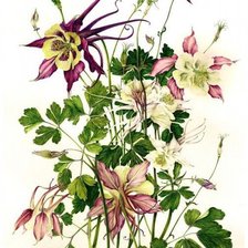 Схема вышивки «Ботаника»