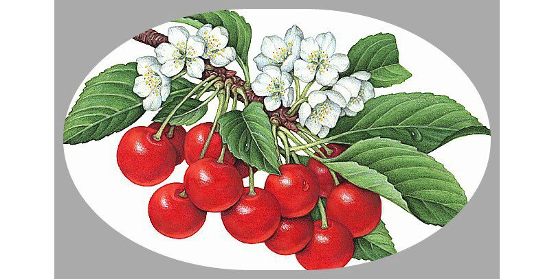 Вишня - ветка с ягодами, цветущая ветка - оригинал