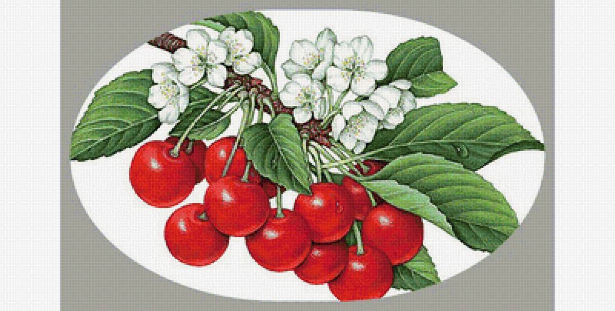 Вишня - ветка с ягодами, цветущая ветка - предпросмотр