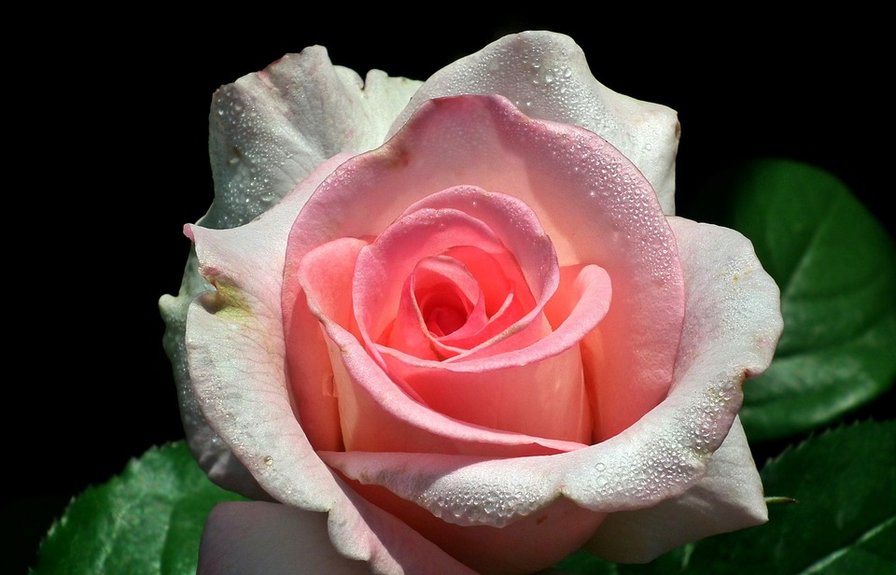 Свежесть - цветы, настроение, роза - оригинал