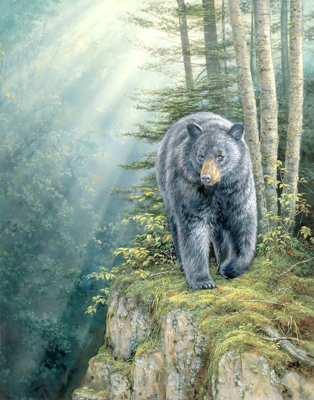 №1673963 - дикие животные - оригинал